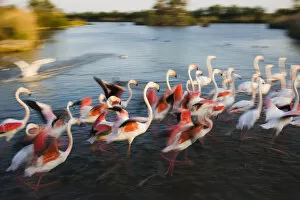 Images Dated 22nd April 2009: Greater flamingos (Phoenicopterus roseus) taking off from lagoon, Camargue, France