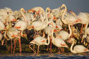 Images Dated 23rd April 2009: Greater flamingos (Phoenicopterus roseus) part of breeding colony of approx 10, 000 pairs