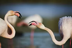 Images Dated 26th April 2009: Two Greater flamingos (Phoenicopterus roseus) fighting, Pont du Gau, Camargue, France