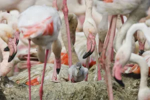 Greater flamingos (Phoenicopterus roseus) part of breeding colony of approx 10, 000 pairs