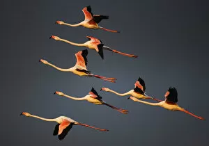 Images Dated 27th April 2009: Greater flamingos (Phoenicopterus roseus) in flight, Camargue, France, April 2009
