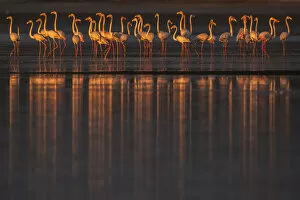 Greater flamingos (Phoenicopterus roseus) flock, Sado Estuary, Portugal. January