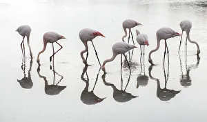 Greater flamingos (Phoenicopterus roseus) flock reflected, feeding in water, Pont