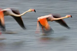 Two Greater flamingos (Phoenicopterus roseus) flying over lagoon, Camargue, France