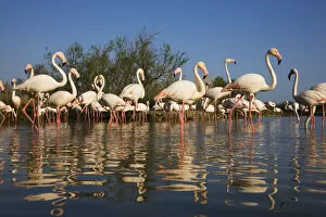 Images Dated 22nd April 2009: Greater flamingos (Phoenicopterus roseus) in lagoon, Camargue, France, April 2009
