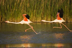 Flamingos Prints: Two Greater flamingos (Phoenicopterus roseus) taking off from lagoon, Camargue, France