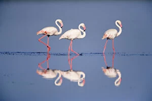 Flamingos Collection: Three Greater flamingos {Phoenicopterus ruber} Serengeti NP, Tanzania