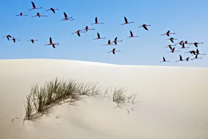 Formation Prints: Greater flamingos (Phoenicopterus ruber) in flight over sand dune, Donana National Park