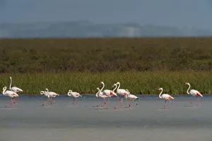 Images Dated 13th May 2009: Greater flamingos (Phoenicopterus ruber) in lagoon, Doana National & Natural Park