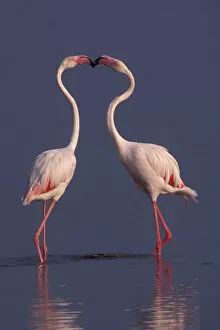 Flamingos Gallery: Greater flamingos (Phoenicopterus ruber roseus) males displaying, lake Nakuru, Kenya