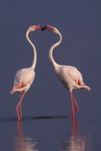 Uncatalogued Prints: Greater flamingos (Phoenicopterus ruber roseus) males displaying, lake Nakuru, Kenya