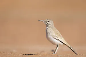 Greater hoopoe-lark (Alaemon alaudipes) standing on desert sand, Southern Morocco, Africa