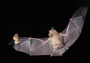 Greater horseshoe bat {Rhinolophus ferrumequinum} in flight hunting a moth at night