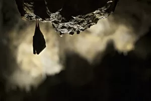 Images Dated 29th October 2015: Greater horseshoe bat (Rhinolophus ferrumequinum) roosting in cave. Croatia. November