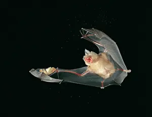 Dramatic Prints: Greater horseshoe bat (Rhinolophus ferrumequinum) in flight, catching insect prey at night