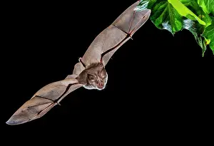 Nocturnal Prints: Greater horseshoe bat (Rhinolophus ferrumequinum) in flight at night, Girona, Spain. March