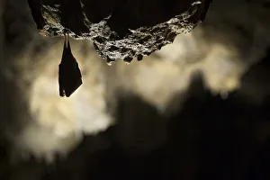 Greater horseshoe bat (Rhinolophus ferrumequinum) roosting in cave. Croatia. November