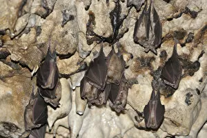 Greater Horseshoe Bats (Rhinolophus ferrumequinum) roosting, Piatra Craiului National Park