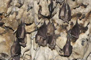 Upside Down Prints: Greater Horseshoe Bats (Rhinolophus ferrumequinum) roosting, Piatra Craiului National Park