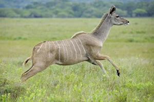 Staffan Widstrand Gallery: Greater kudu (Tragelaphus strepsiceros) female running, St Lucia Wetlands National Park