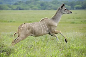 Greater kudu (Tragelaphus strepsiceros) female running, St Lucia Wetlands National Park