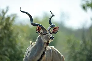 Bovidae Prints: Greater kudu (Tragelaphus strepsiceros) male