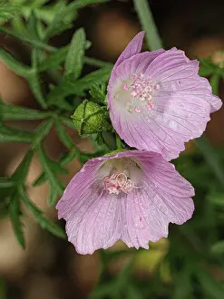 Mallow Prints: Greater musk-mallow (Malva alcea) in flower, Rio Fuggio, Leonessa, Lazio, Italy. July