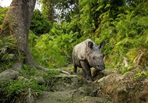 Assam Prints: Greater one-horned rhinoceros (Rhinoceros unicornis) calf walking through cane forest