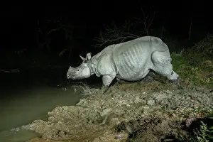 Crossing Prints: Greater one-horned rhinoceros (Rhinoceros unicornis) crossing forest stream at night