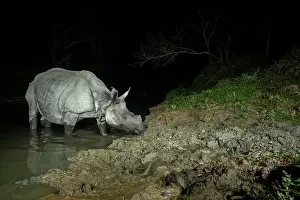 Crossing Prints: Greater one-horned rhinoceros (Rhinoceros unicornis) crossing forest stream at night