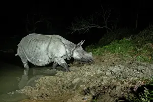 Crossing Prints: Greater one-horned rhinoceros (Rhinoceros unicornis) crossing forest stream at night