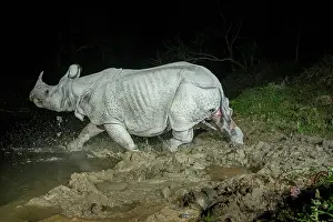 Crossing Prints: Greater one-horned rhinoceros (Rhinoceros unicornis) crossing forest stream at night