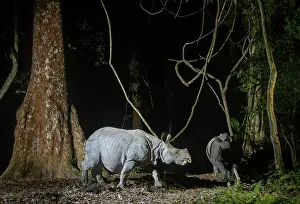 Assam Prints: Greater one-horned rhinoceros (Rhinoceros unicornis) female and juvenile