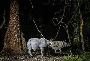 Assam Prints: Greater one-horned rhinoceros (Rhinoceros unicornis) female and juvenile