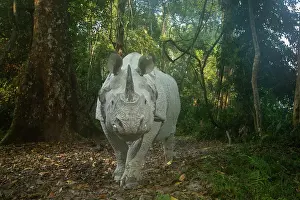 Assam Prints: Greater one-horned rhinoceros (Rhinoceros unicornis) walking in forest