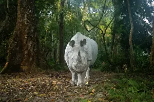 Assam Prints: Greater one-horned rhinoceros (Rhinoceros unicornis) walking in forest