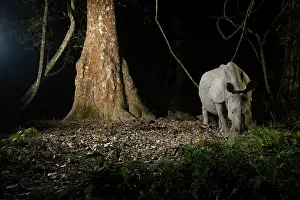 Assam Prints: Greater one-horned rhinoceros (Rhinoceros unicornis) walking through rainforest at night