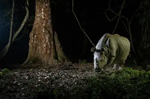 Assam Prints: Greater one-horned rhinoceros (Rhinoceros unicornis) walking through rainforest at night