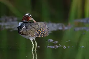 Grooming Prints: Greater painted-snipe (Rostratula benghalensis) female