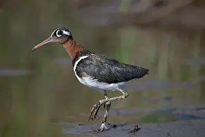 West Africa Prints: Greater painted-snipe (Rostratula benghalensis) female