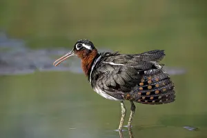 West Africa Prints: Greater painted-snipe (Rostratula benghalensis) female