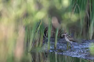 Rostratulidae Prints: Greater painted-snipe (Rostratula benghalensis) male