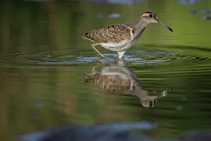 Gambia Prints: Greater painted-snipe (Rostratula benghalensis) male