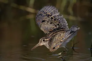 West Africa Prints: Greater painted-snipe (Rostratula benghalensis) male