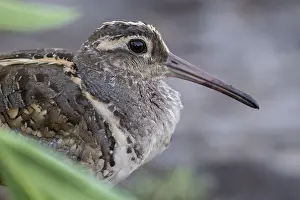 West Africa Prints: Greater painted-snipe (Rostratula benghalensis) male