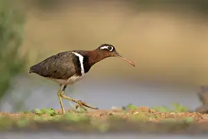 Rostratulidae Prints: Greater painted-snipe (Rostratula benghalensis) portrait