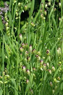 Lilianae Prints: Greater quaking-grass (Briza maxima), St Mary's, Isles of Scilly, UK. May
