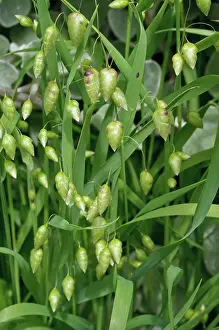 Lilianae Prints: Greater quaking-grass (Briza maxima), St Mary's, Isles of Scilly, UK. May