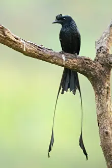 Kerala Prints: Greater racket-tailed drongo (Dicrurus paradiseus) perched on branch