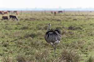 Livestock Prints: Greater rhea (Rhea americana albescens) walking through field with cattle in background